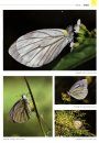 Butterflies of China (4-Volume Set) [Chinese]