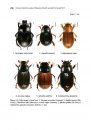 Synopsis of Adventive Species of Coleoptera (Insecta) Recorded from Canada, Part 4: Scarabaeoidea, Scirtoidea, Buprestoidea, Byrrhoidea, Elateroidea, Derodontoidea, Bostrichoidea, and Cleroidea