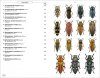 Phytophagous Beetles of Europe, Volume 1