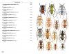 Phytophagous Beetles of Europe, Volume 1