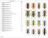 Phytophagous Beetles of Europe, Volume 1
