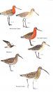 Birds of the Canary Islands