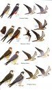 Birds of the Canary Islands