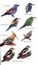 Birds of the Canary Islands
