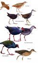 Birds of Oman