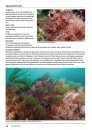 Seaweeds of Britain and Ireland