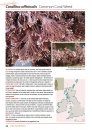 Seaweeds of Britain and Ireland