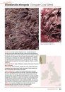 Seaweeds of Britain and Ireland