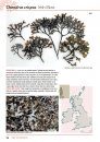 Seaweeds of Britain and Ireland