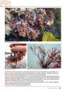 Seaweeds of Britain and Ireland