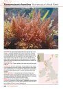 Seaweeds of Britain and Ireland