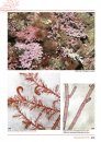 Seaweeds of Britain and Ireland