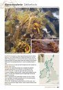 Seaweeds of Britain and Ireland