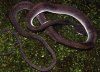 Snakes of Jakarta and its Surroundings / Mengenal Ular Jabodetabek