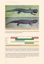 The Amphibians & Reptiles of Scotland