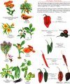 Mexico: Herbs – Spices / Hierbas – Especias