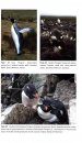 The Birds of the Falkland Islands