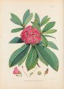 Joseph Hooker’s Rhododendrons of Sikkim-Himalaya