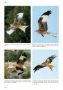 Handboek Roofvogels van Europa, Noord-Afrika en het Midden-Oosten [Flight Identification of Raptors of Europe, North Africa and the Middle East]