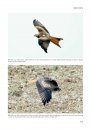 Handboek Roofvogels van Europa, Noord-Afrika en het Midden-Oosten [Flight Identification of Raptors of Europe, North Africa and the Middle East]