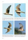 Handboek Roofvogels van Europa, Noord-Afrika en het Midden-Oosten [Flight Identification of Raptors of Europe, North Africa and the Middle East]