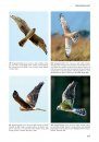 Handboek Roofvogels van Europa, Noord-Afrika en het Midden-Oosten [Flight Identification of Raptors of Europe, North Africa and the Middle East]