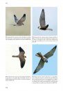 Handboek Roofvogels van Europa, Noord-Afrika en het Midden-Oosten [Flight Identification of Raptors of Europe, North Africa and the Middle East]