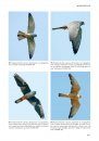 Handboek Roofvogels van Europa, Noord-Afrika en het Midden-Oosten [Flight Identification of Raptors of Europe, North Africa and the Middle East]