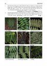 Ferns and Fern Allies of Taiwan – Second Supplement