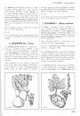 Flora d'Italia [Flora of Italy], Volume 2