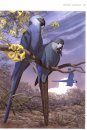 Vanished and Vanishing Parrots