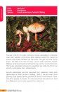 A Field Guide to the Large Fungi of FRIM