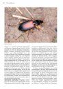 Die Laufkäfer Baden-Württembergs [The Ground Beetles of Baden-Württemberg] 