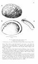 SBF Volume 60: Marine Gastropods 1: Patellogastropoda and Vetigastropoda