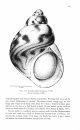 SBF Volume 60: Marine Gastropods 1: Patellogastropoda and Vetigastropoda