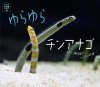 Yurayura Chin'anago (Horupu Suizokukan e Hon) [Spotted Garden Eel]