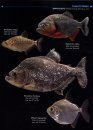 Field Guide to the Fishes of the Amazon, Orinoco & Guianas