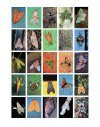 Mariposas Nocturnas: Moths of Central and South America, a Study in Beauty and Diversity