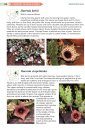 Field Guide to Succulents of Southern Africa