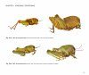 Jago's Grasshoppers of East and North East Africa, Volume 2