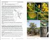 Common Trees of Guatemala / Árboles Comunes de Guatemala