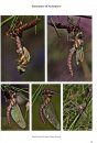 Dragonflies and Damselflies of Europe