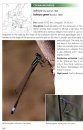 Dragonflies and Damselflies of Europe