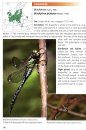 Dragonflies and Damselflies of Europe