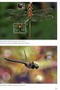 Dragonflies and Damselflies of Europe