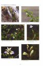 Henderson’s Malaysian Wild Flowers: Dicotyledons