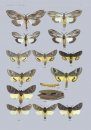The Notodontidae of South Africa including Swaziland and Lesotho (Lepidoptera: Notodontidae)