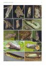 The Notodontidae of South Africa including Swaziland and Lesotho (Lepidoptera: Notodontidae)