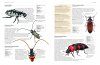 The Complete Illustrated World Encyclopedia of Insects