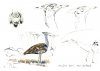 Etosha, Namibia: Drawing African Nature / Dibujando la Naturaleza Africana
